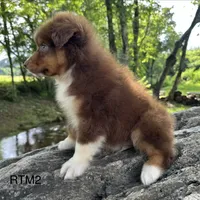 AKC Boy, a male Australian Shepherd for sale in Copperhill, TN – 6 of 8