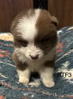 Sweetie , a female Australian Shepherd for sale in Copperhill, TN – 5 of 9