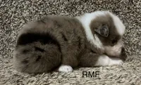 Beauty , a female Australian Shepherd for sale in Copperhill, TN – 2 of 9