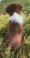 AKC Girlie, a male Australian Shepherd for sale in Copperhill, TN – 2 of 8