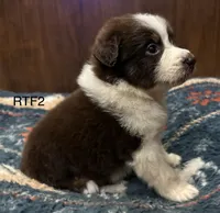 AKC Girlie, a female Australian Shepherd for sale in Copperhill, TN – 2 of 7