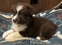 Handsome Boy, a male Australian Shepherd for sale in Copperhill, TN – 6 of 9