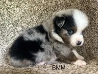 Handsome , a male Australian Shepherd for sale in Copperhill, TN – 2 of 9