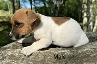 Roscoe, a male Jack Russell Terrier for sale in Copperhill, TN – Photo 6 of 8