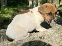 Roscoe, a male Jack Russell Terrier for sale in Copperhill, TN – Photo 5 of 8