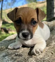 Roscoe, a male Jack Russell Terrier for sale in Copperhill, TN – Photo 2 of 8