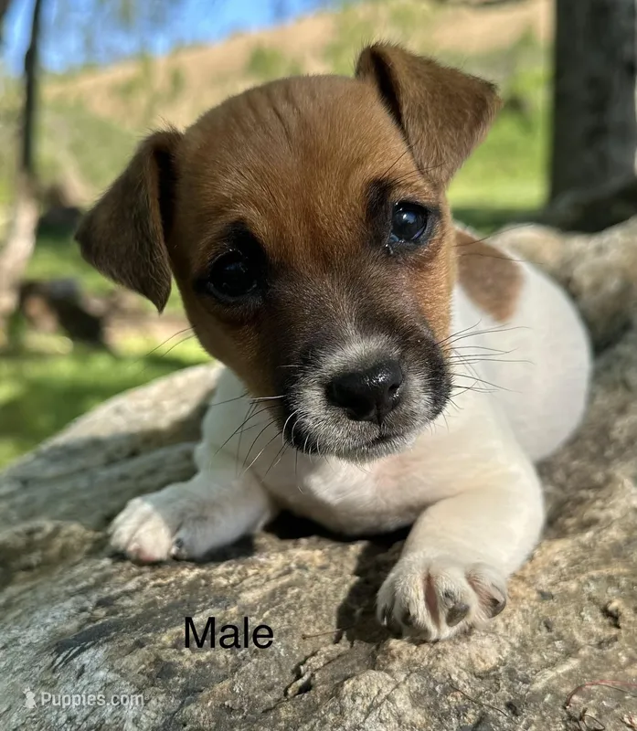 Roscoe – Jack Russell Terrier puppy for sale in Copperhill, TN