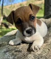 Roscoe, a male Jack Russell Terrier for sale in Copperhill, TN – Photo 1 of 8