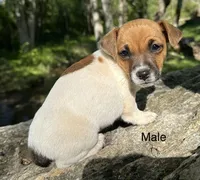 Roscoe, a male Jack Russell Terrier for sale in Copperhill, TN – Photo 4 of 8