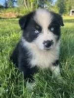Blue eyes, a male Australian Shepherd for sale in Copperhill, TN – 3 of 9