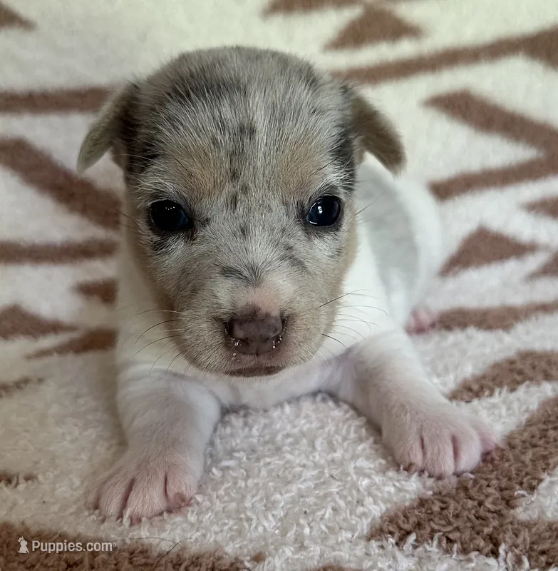 Skittles – Jack Russell Terrier puppy for sale in Copperhill, TN
