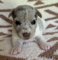 Skittles, a female Jack Russell Terrier for sale in Copperhill, TN – 1 of 8