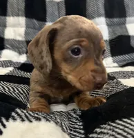 Handsome , a male Miniature Dachshund for sale in Copperhill, TN – 2 of 10