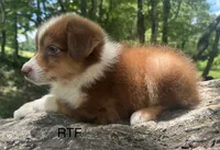 AKC Girl, a female Australian Shepherd for sale in Copperhill, TN – 4 of 8