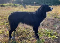 Blue eyes, a male Australian Shepherd for sale in Copperhill, TN – 7 of 9