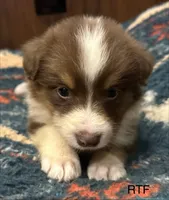 AKC Girl, a female Australian Shepherd for sale in Copperhill, TN – 2 of 8