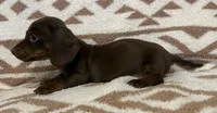 Cutie, a female Miniature Dachshund for sale in Copperhill, TN – 5 of 9