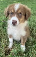 AKC Girl, a male Australian Shepherd for sale in Copperhill, TN – 3 of 8
