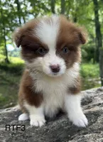 Sweetie , a male Australian Shepherd for sale in Copperhill, TN – 2 of 8