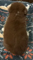 AKC Boy, a male Australian Shepherd for sale in Copperhill, TN – 4 of 8