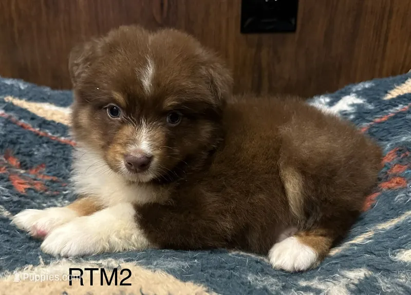 AKC Boy – Australian Shepherd puppy for sale in Copperhill, TN