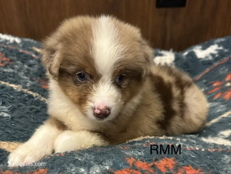 Handsome  – Australian Shepherd puppy for sale in Copperhill, TN