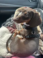 Handsome , a male Miniature Dachshund for sale in Copperhill, TN – 10 of 10