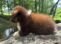 Handsome Boy, a male Australian Shepherd for sale in Copperhill, TN – 5 of 8