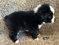 Sweetie, a female Australian Shepherd for sale in Copperhill, TN – 7 of 10