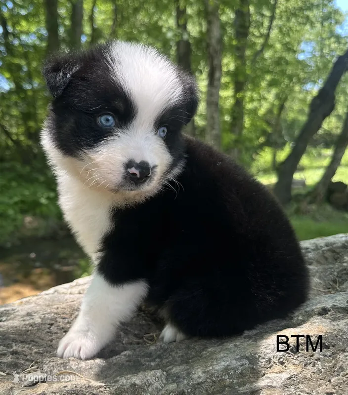Blue eyes – Australian Shepherd puppy for sale in Copperhill, TN