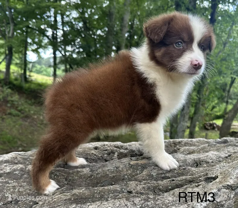AKC Pretty Boy – Australian Shepherd puppy for sale in Copperhill, TN