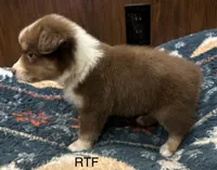 AKC Girl, a female Australian Shepherd for sale in Copperhill, TN – 3 of 8