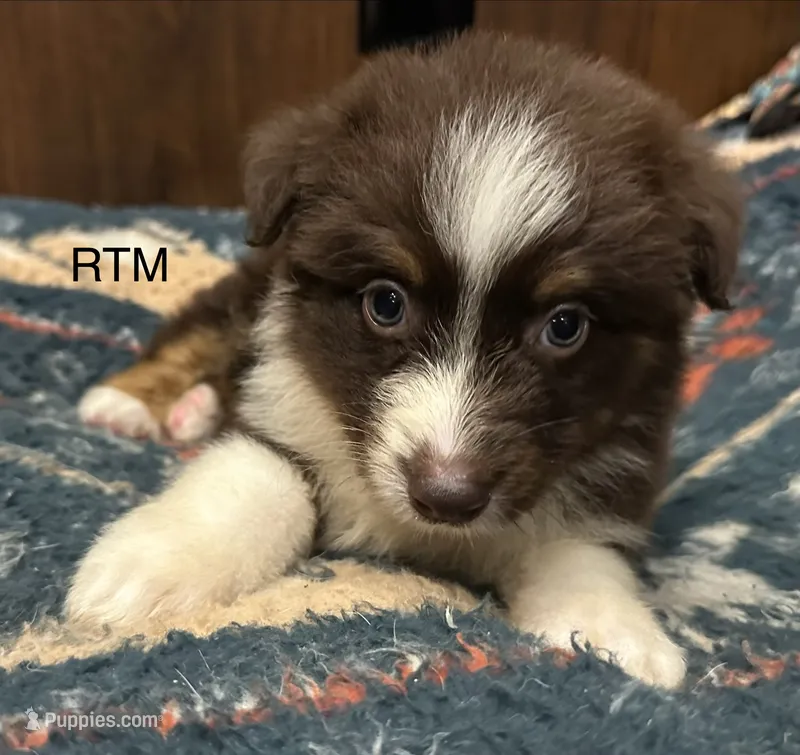 Handsome Boy – Australian Shepherd puppy for sale in Copperhill, TN