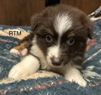 Handsome Boy, a male Australian Shepherd for sale in Copperhill, TN – 1 of 9