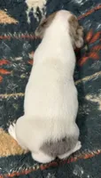 Cutie, a female Jack Russell Terrier for sale in Copperhill, TN – 4 of 10