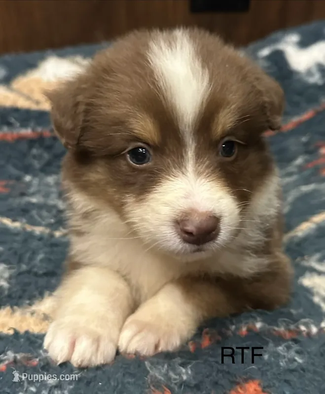 AKC Girl – Australian Shepherd puppy for sale in Copperhill, TN