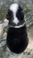 Blue eyes, a female Australian Shepherd for sale in Copperhill, TN – 6 of 9