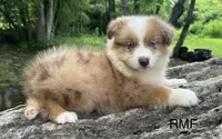 Beauty, a male Australian Shepherd for sale in Copperhill, TN – 6 of 9