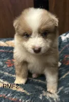 Beauty , a female Australian Shepherd for sale in Copperhill, TN – 2 of 8