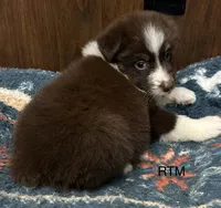 Handsome Boy, a male Australian Shepherd for sale in Copperhill, TN – 2 of 9