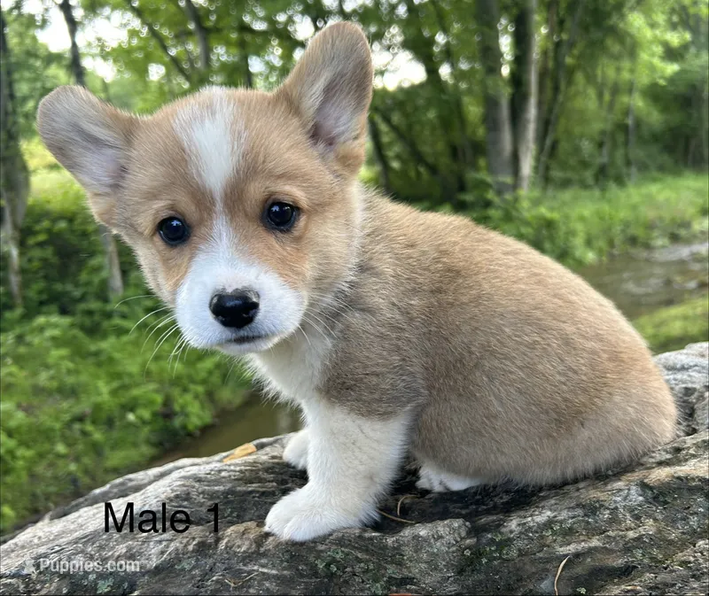 Max – Pembroke Welsh Corgi puppy for sale in Copperhill, TN