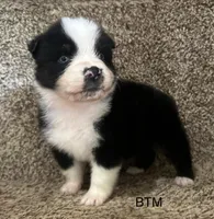 Blue eyes, a male Australian Shepherd for sale in Copperhill, TN – 3 of 9