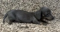 Blue, a male Miniature Dachshund for sale in Copperhill, TN – Photo 3 of 8