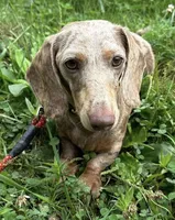 Blue, a male Miniature Dachshund for sale in Copperhill, TN – Photo 6 of 8