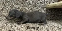 Blue, a male Miniature Dachshund for sale in Copperhill, TN – Photo 4 of 8