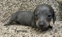 Blue, a male Miniature Dachshund for sale in Copperhill, TN – Photo 2 of 8