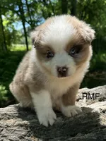 Beauty , a female Australian Shepherd for sale in Copperhill, TN – 1 of 9