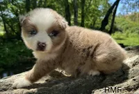 Beauty , a female Australian Shepherd for sale in Copperhill, TN – 2 of 9