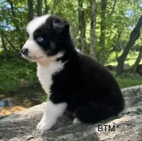Blue eyes, a female Australian Shepherd for sale in Copperhill, TN – 2 of 9