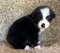 Sweetie, a female Australian Shepherd for sale in Copperhill, TN – 2 of 10